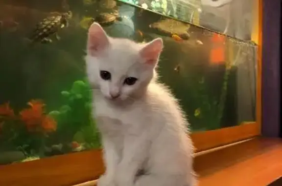 Найден белый котенок в Москве!
