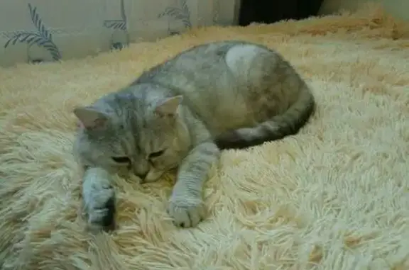 Кошки потеряшки, Борское, фото: Потеряшка кот на 14 улице Кайвокса