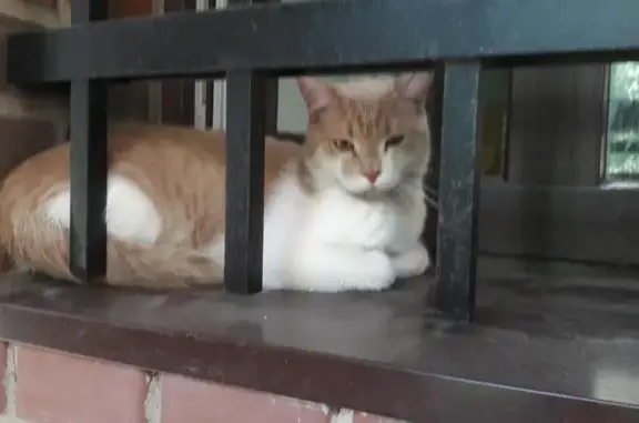 Найдена кошка в Химках на ул. Энгельса, 27
