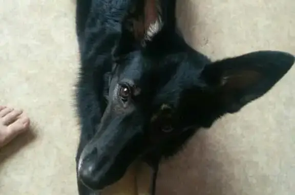 Пропала собака Мира в деревне Лукино, Красноярский край