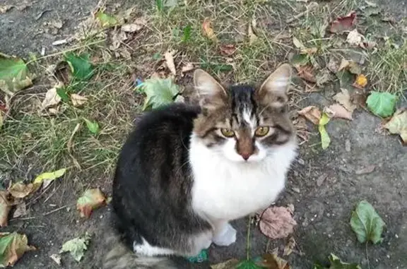 Найдена домашняя кошка на Коптевской улице в Москве