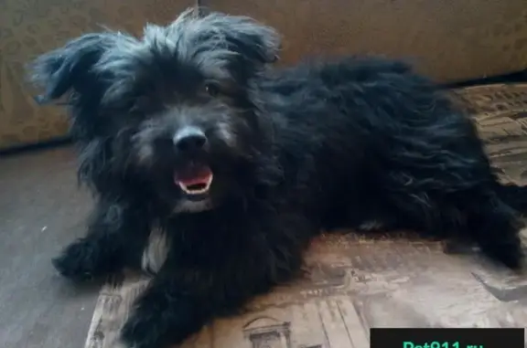 Собаки потеряшки, Нижний Новгород, фото: Потеряшка собака в Нижнем Новгороде на Зырянской улице