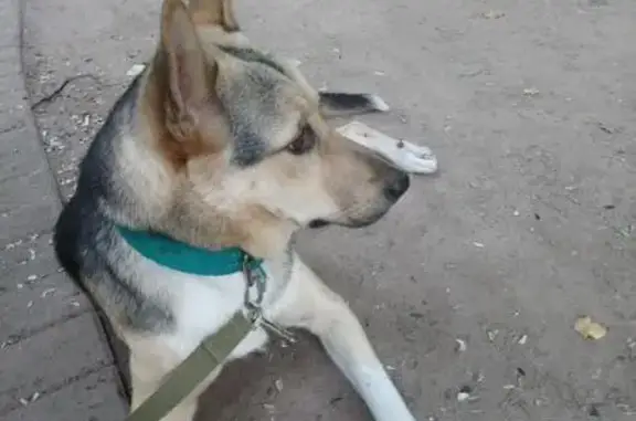 Найдена собака в районе Северный, Москва