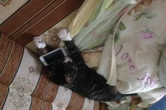 Пропала кошка Кося в Черняховске