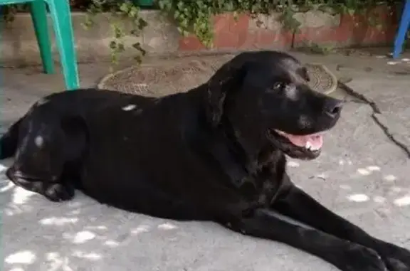 Пропала собака лабрадора, найдена в Темрюке
