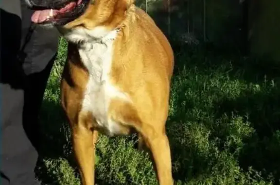 Собаки потеряшки, Нижний Новгород, фото: Потеряшка и найдена собака в Нижнем Новгороде