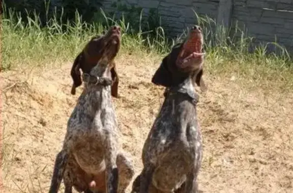 Собаки потеряшки, Донецьк, фото: Потеряшкаи две курцхаар в Грабари, Донецк