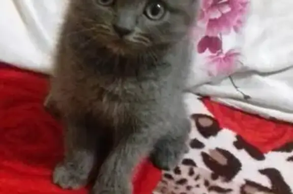 Пропала кошка Кот в Ставрополе с синим ошейником