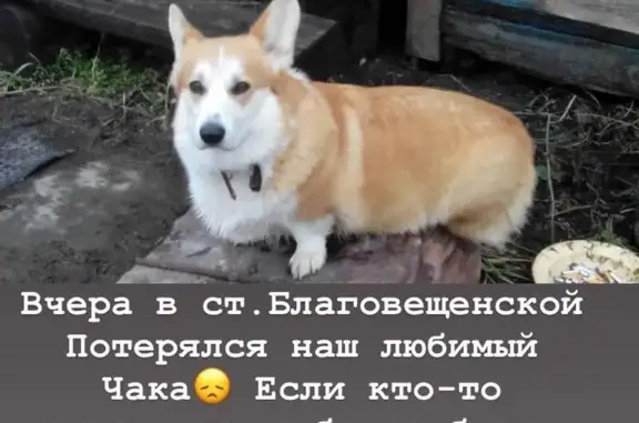 Пропала собака в станице Благовещенская, Краснодарский край