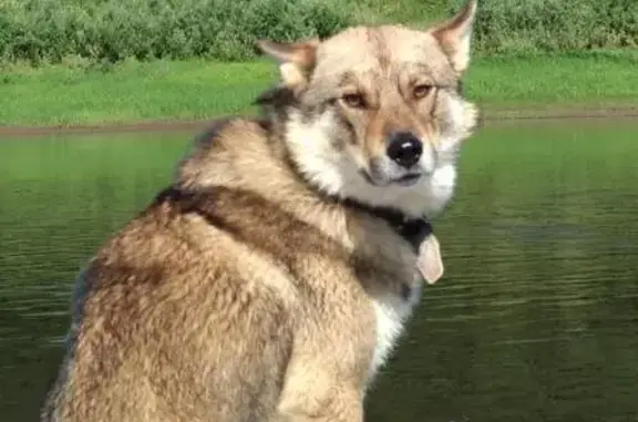 Собаки потеряшки, Емецк, фото: Потеряшка лайка Буян в деревне Кожгора, возможно на Емецку