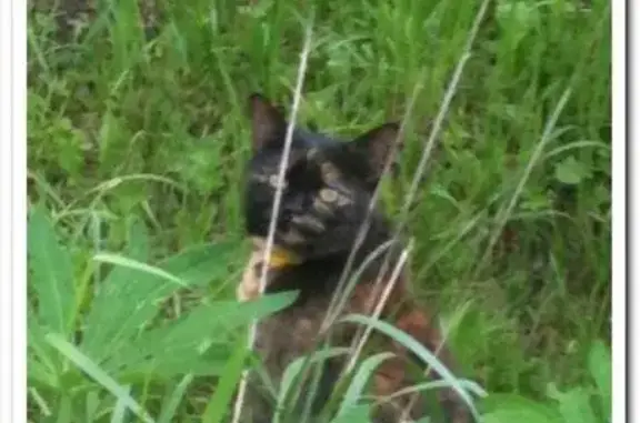 Кошки потеряшки, Петрино Ст, фото: Потеряшка кошка Тося в СНТ «Энтузиаст», район «Петрино»