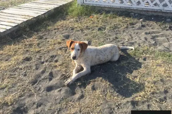 Пропала белая собака в Сочи, помогите найти!