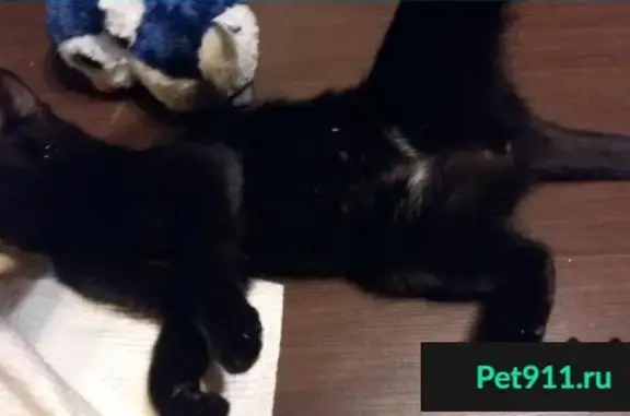 Пропала и найдена чёрная кошка в Румянцево, Москва