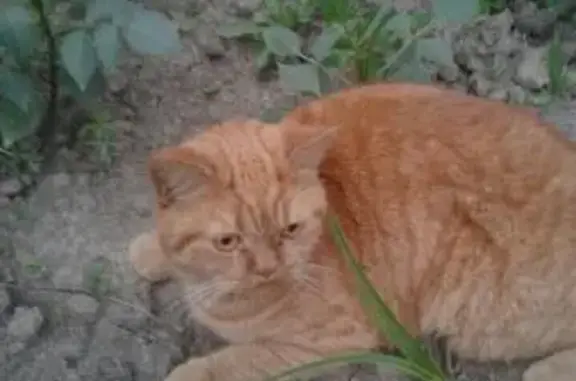 Пропал крупный рыжий котик в Новокузнецке, вознаграждение за находку