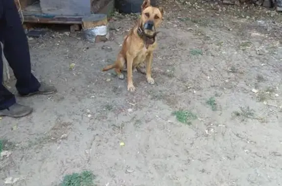 Собака с купированными ушами в деревне Петровское, Раменский район, Московская область