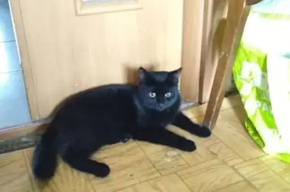 Найдена породистая черная кошка на ул. Шухова, Москва
