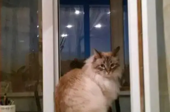 Пропал кот в Солнечногорске на Выстреле 29 августа