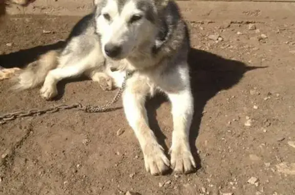 Найдена собака породы хаски в Перми
