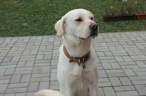 Пропала собака на ул. Солнечная в Гурьевске