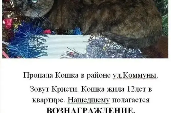 Пропала кошка на ул. Коммуны