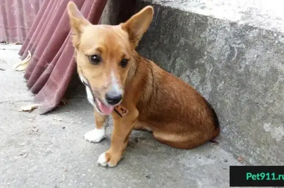Найдена собака на улице Беспалова, Симферополь