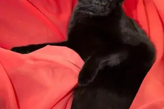 Пропала черная кошка 