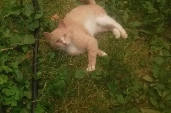 Пропала красивая кошка Котик в Пушкино