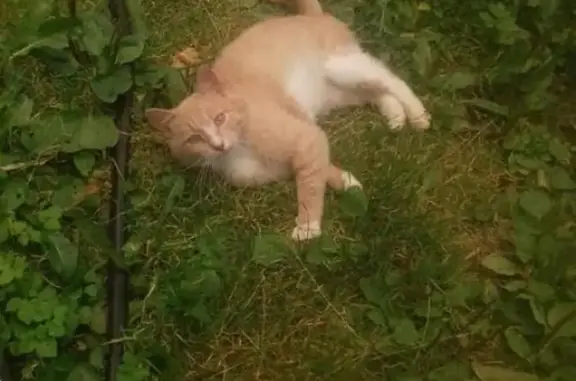 Найдена домашняя кошка в Пушкино, ул. Шмидта