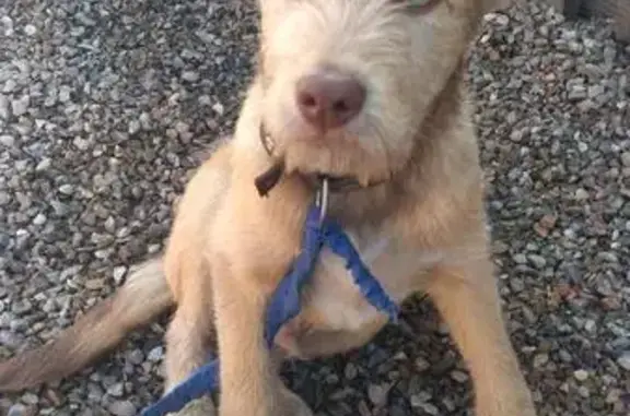 Собака найдена за мясокомбинатом в Иркутске