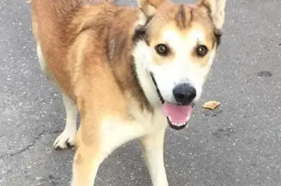 Найден молодой пёс на улице Академика Капицы, Москва
