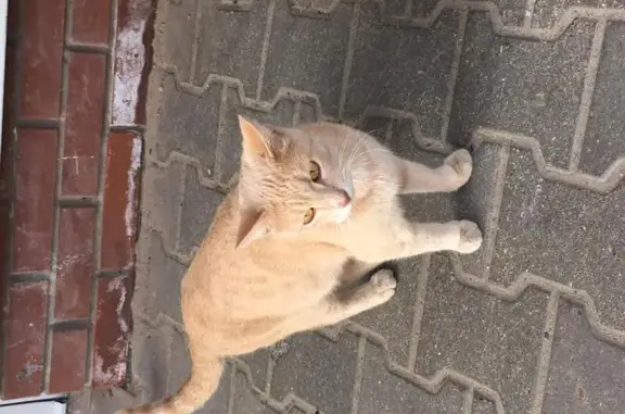 Найдена кошка в Одинцово, Московская область