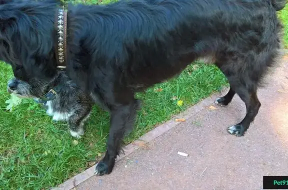 Найден черный пес в Сокольниках на Егерской улице.