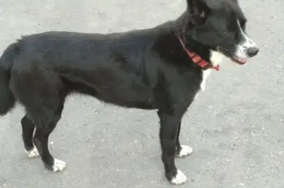 Найдена собака Люся на улице Адмирала Лазарева
