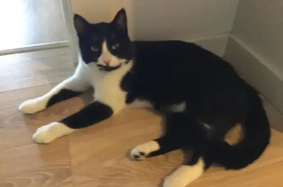 Кошки потеряшки, Зеленоградский городской округ, фото: Потеряшка кошка Гарик в Калининградской области