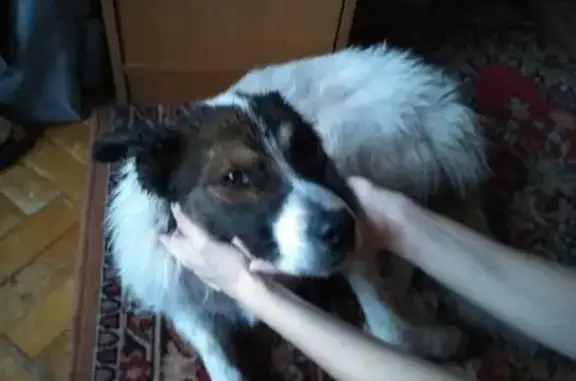 Найдена собака в Мытищах с ошейником без подписи