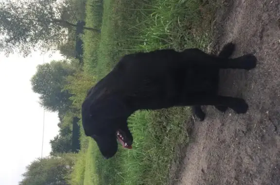 Найдена дружелюбная собака в деревне Красные Орлы