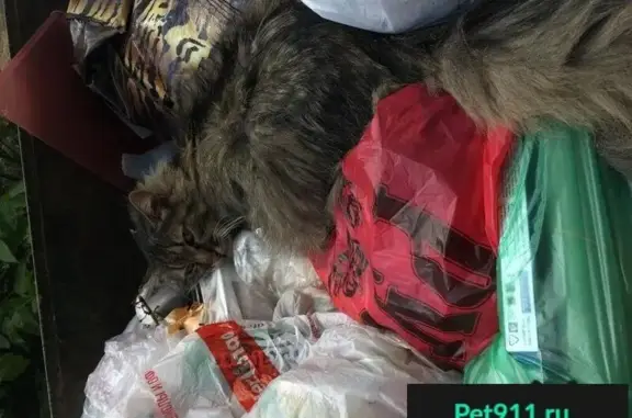 Пропала кошка, найден похожий кот в Красногорске