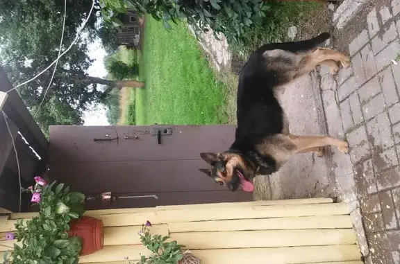 Собаки потеряшки, Ермаки, фото: Потеряшка собака в Смоленской области на М-1, 408-й км.