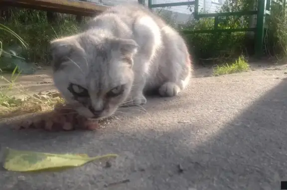 Потерявшаяся кошка в Наро-Фоминском районе