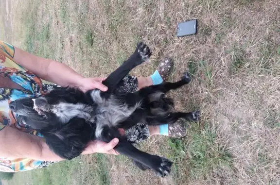 Найдена собака в деревне Большое Шапово