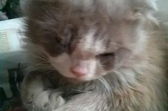 Пропала кошка, найден серый вислоухий кот в Москве.