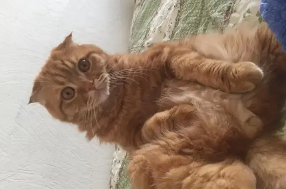 Кошки потеряшки, Волошинское, фото: Потеряшка кот Миша в Родионово-Несветайском районе