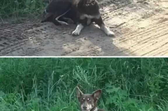 Найдена добрая собака в Кировской области