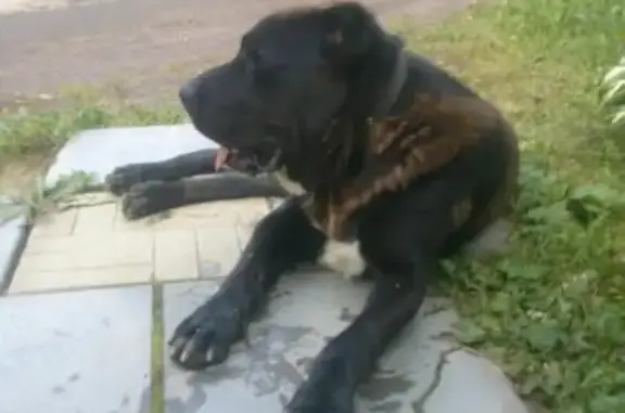 Найдена собака в Лосино-Петровском, возможно метис кавказской овчарки