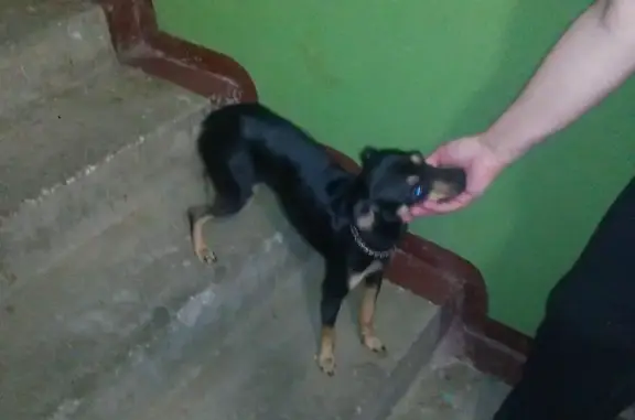 Найдена собака на Блюхера, Пермь, ищем хозяев!