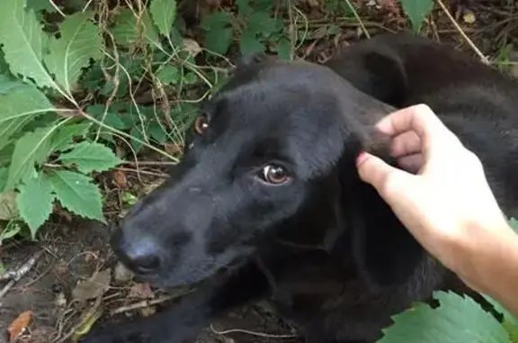 Найдена домашняя собака в Таганском районе Москвы