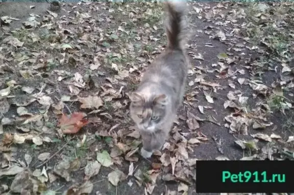 Пропала кошка на ул. Михайлова, Москва, ЮВАО