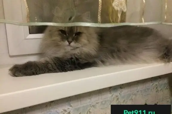 Кошки потеряшки, Тольятти, фото: Потеряшка кот в Тольятти, Центральный район