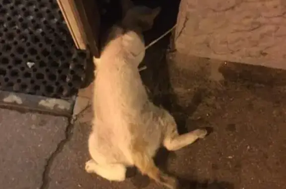 Найдена кошка, Санкт-Петербург, фото: Найдена кошка на улице Седова, 76 в СПб