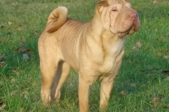 Пропала собака Шарпей в Нижней Лисихе и по Дальневосточной, глухая и без ошейника.